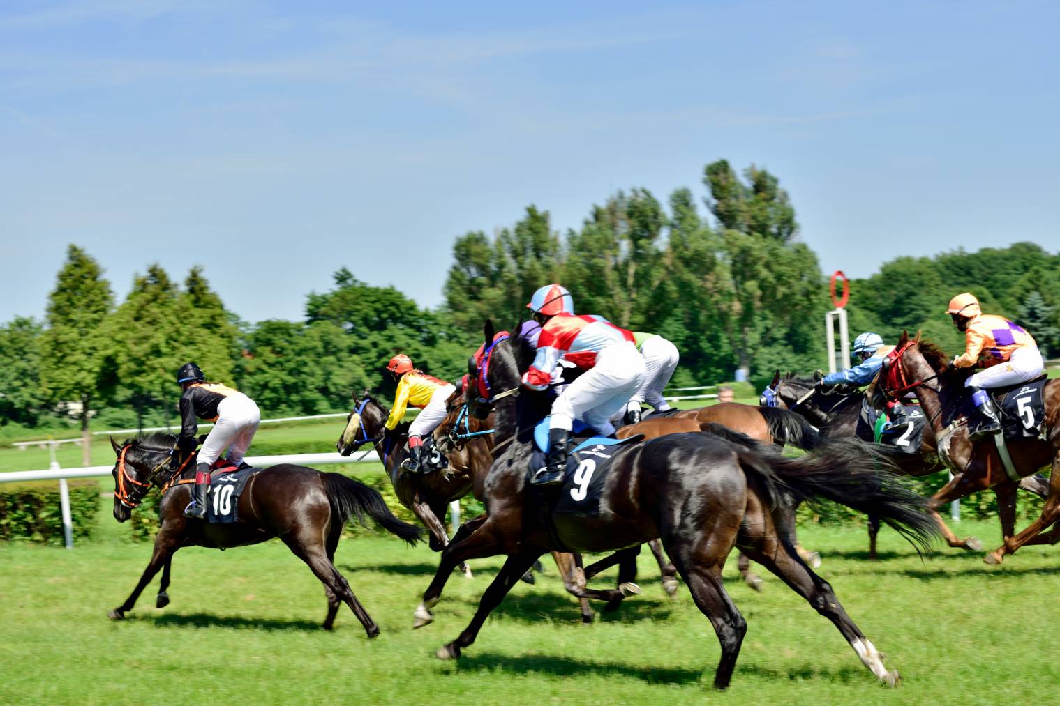 Univers du turf : pronostics hippiques et courses de chevaux