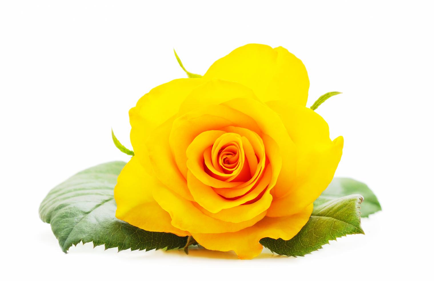 Rose jaune : Signification et symbole | Tout savoir sur les roses jaunes