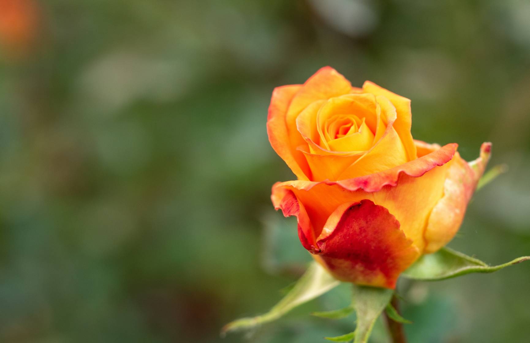 Rose orange : Signification et symbole | Tout savoir sur les roses oranges