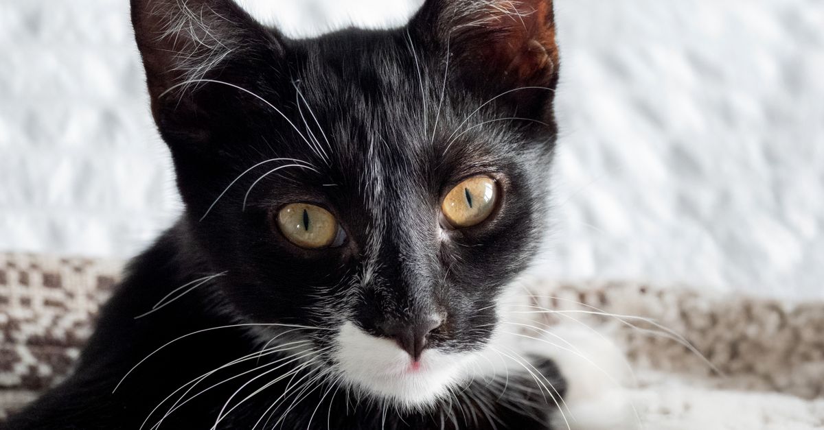 Chaton curieux découvrant son nouveau salon le jour de son adoption