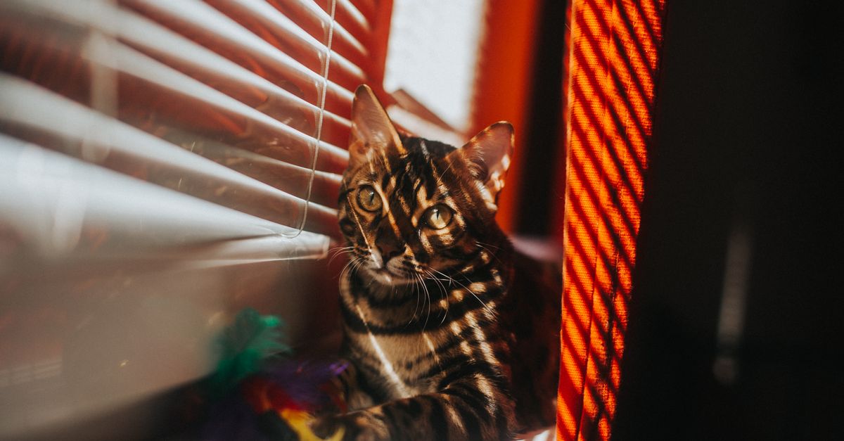Chat recroquevillé et sur ses gardes, cachée derrière un meuble du salon