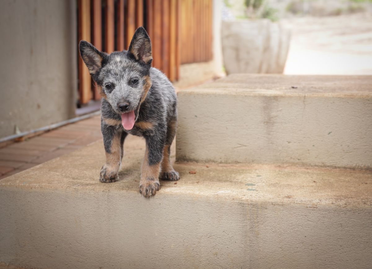 Chiot apprenant à s'asseoir avec son maître
