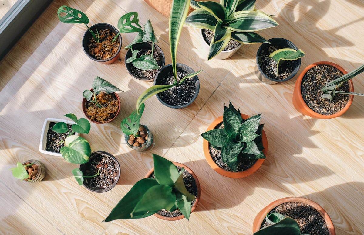 Variété de plantes d'intérieur dans un appartement lumineux