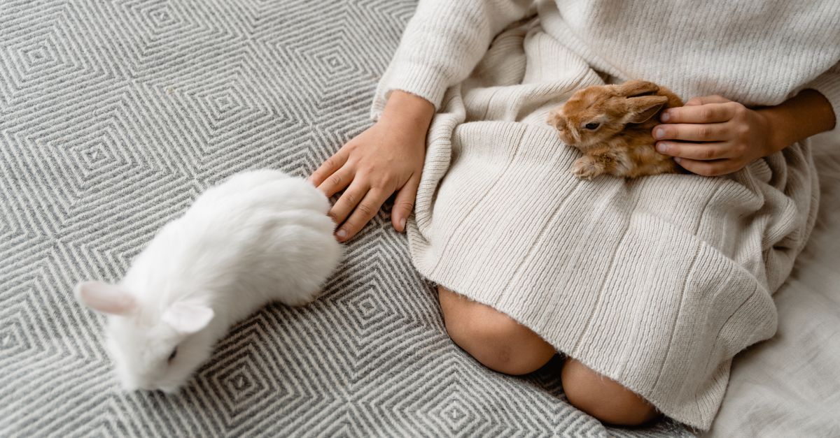 Lapin de compagnie mignon assis sur l'herbe