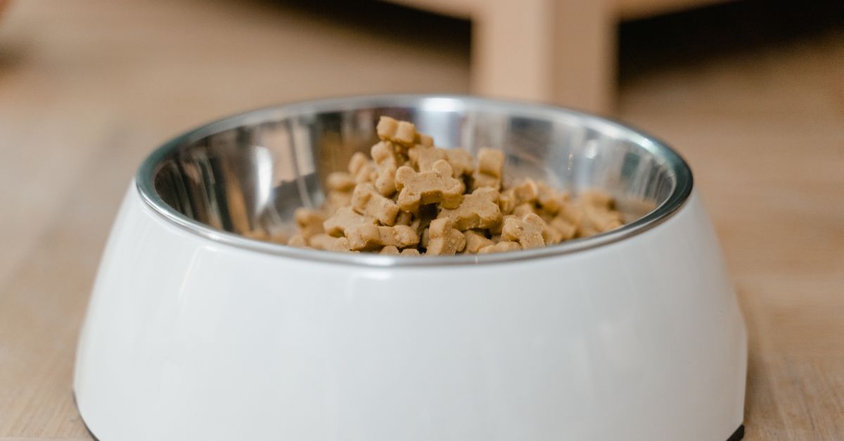 Gamelle de croquettes pour chien posée au sol