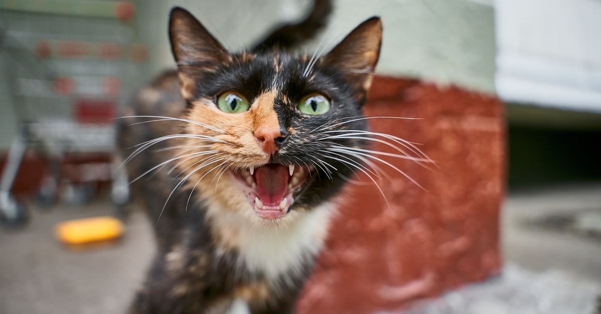 Chat assis dans l'obscurité qui miaule la nuit