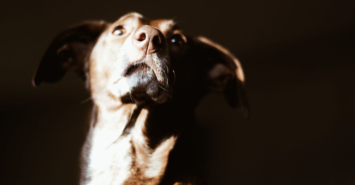 Chien exprimant son langage corporel à travers sa posture